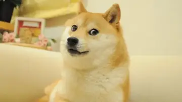 La perra Kabosu en el meme Doge