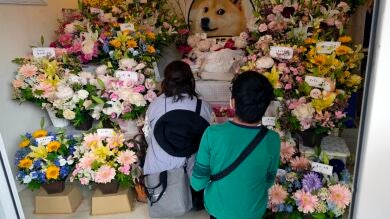 Decenas de personas despiden en Japón a Kabosu, la perra que inspiró el meme Doge