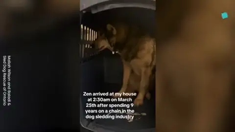 Un perro encuentra un nuevo hogar tras nueve años trabajando en la industria del trineo en Canadá Un perro encuentra un nuevo hogar