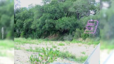 ¿Eres capaz de encontrar al leopardo durmiendo la siesta en esta foto?