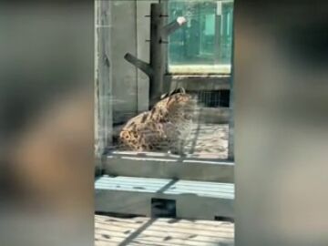 Un leopardo con sobrepeso se vuelve viral por parecerse a un personaje de la película de Disney Zootrópolis