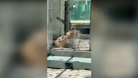 Un leopardo con sobrepeso se vuelve viral por parecerse a un personaje de la película de Disney Zootrópolis