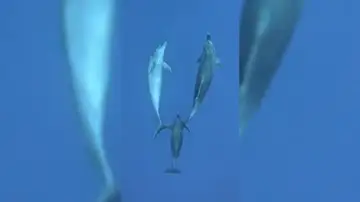 Un delfín guía por el océano a dos compañeros de manada que estaban dormidos