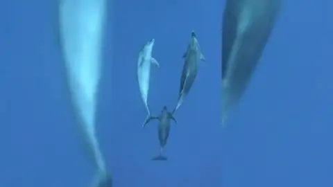 Un delfín guía por el océano a dos compañeros de manada que estaban dormidos Un delfín guía por el océano a dos compañeros de manada que estaban dormidos