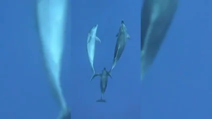 Un delf&iacute;n gu&iacute;a por el oc&eacute;ano a dos compa&ntilde;eros de manada que estaban dormidos