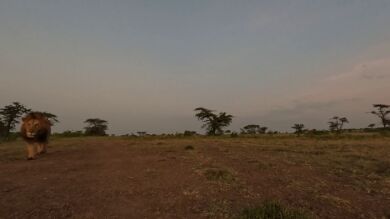 Esto es lo que se siente al ser atrapado entre las fauces de un león