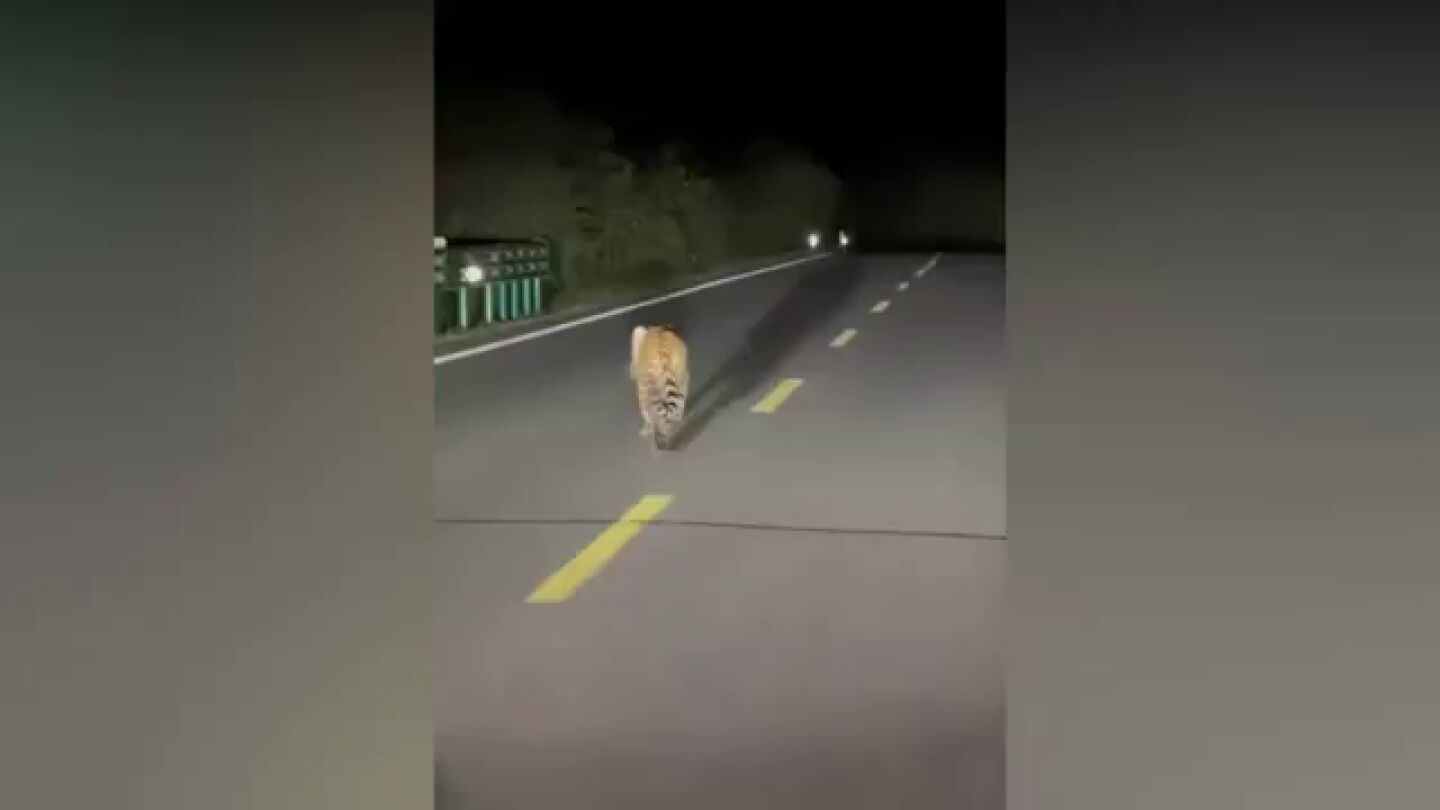 Graban un tigre perdido caminando por una carretera en China