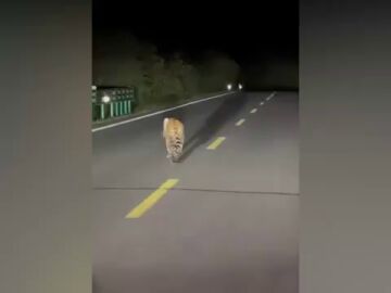 Graban un tigre perdido caminando por una carretera en China