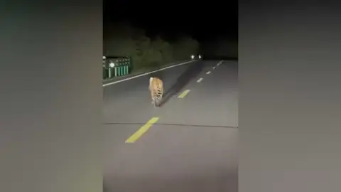 Graban un tigre perdido caminando por una carretera en China Graban un tigre perdido caminando por una carretera en China