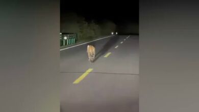 Graban un tigre perdido caminando por una carretera en China