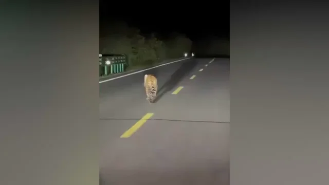 Graban un tigre perdido caminando por una carretera en China Graban un tigre perdido caminando por una carretera en China