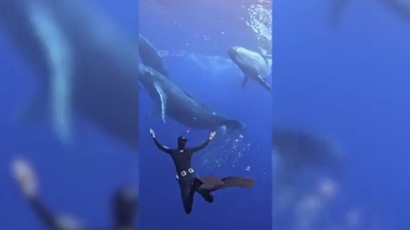 Un buceador nada con ballenas, delfines, tortugas y mantarrayas en este espectacular vídeo Un buceador nada con ballenas, delfines, tortugas y mantarrayas en este espectacular vídeo
