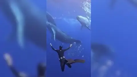 Un buceador nada con ballenas, delfines, tortugas y mantarrayas en este espectacular vídeo Un buceador nada con ballenas, delfines, tortugas y mantarrayas en este espectacular vídeo