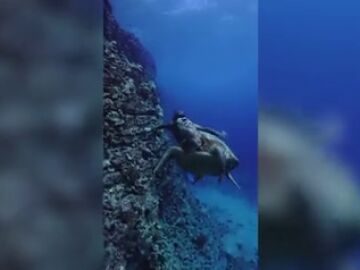 Un buceador nada con ballenas, delfines, tortugas y mantarrayas en este espectacular vídeo