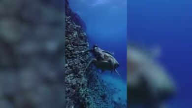 Un buceador nada con ballenas, delfines, tortugas y mantarrayas en este espectacular vídeo