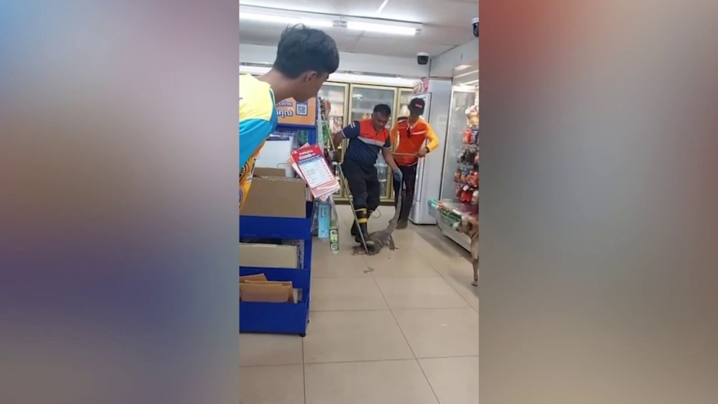 Atrapan a un lagarto que intentaba escapar de un perro escondi&eacute;ndose en un supermercado