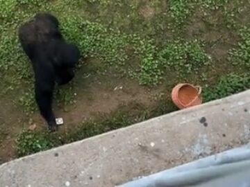 Un chimpancé inteligente recupera el teléfono que se le cayó a un visitante en zoológico Chino