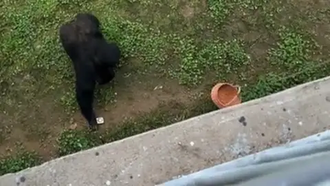 Un chimpancé inteligente recupera el teléfono que se le cayó a un visitante en zoológico Chino Un chimpancé inteligente recupera el teléfono que se le cayó a un visitante en zoológico Chino