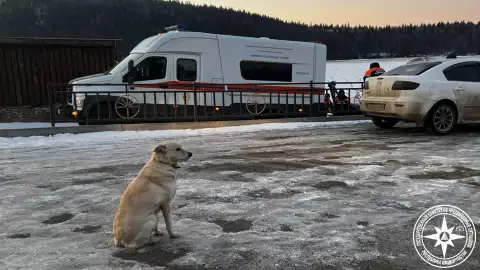 Foto de Belka esperando a su dueño Foto de Belka esperando a su dueño