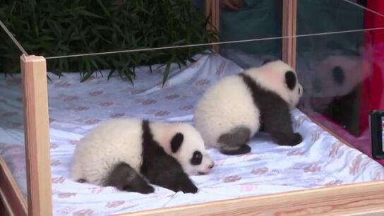 El Zoo de Berl&iacute;n pone nombre a los dos adorables pandas gemelos nacidos en verano