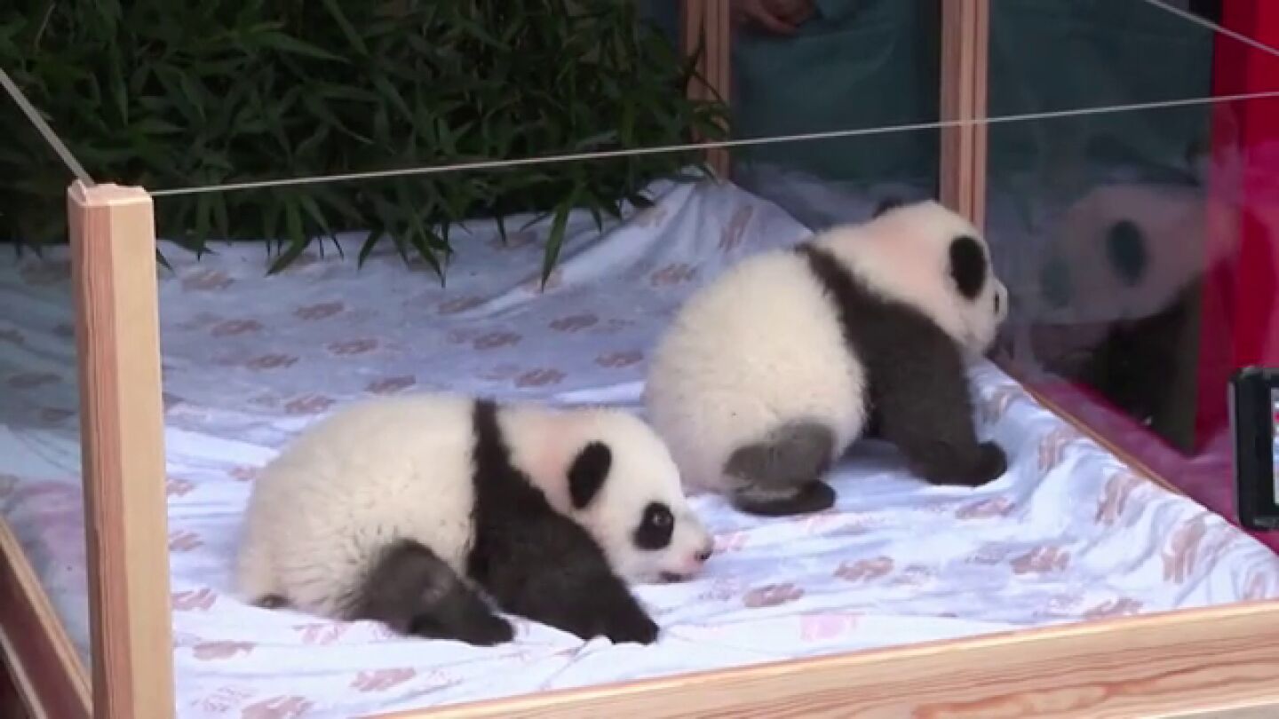 El Zoo de Berl&iacute;n pone nombre a los dos adorables pandas gemelos nacidos en verano