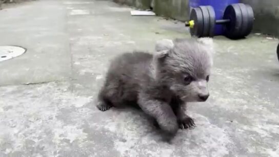  Sobrecarga de ternura: el peque&ntilde;o oso Junjun del zoo Shanghai se convierte en una estrella