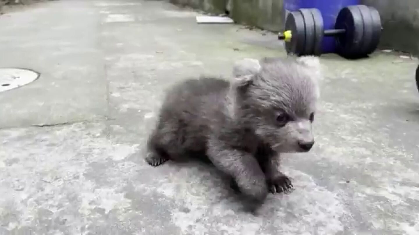  Sobrecarga de ternura: el peque&ntilde;o oso Junjun del zoo Shanghai se convierte en una estrella