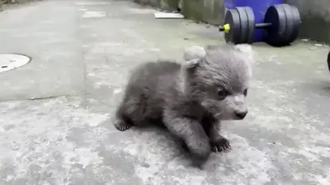 Sobrecarga de ternura: el pequeño oso Junjun del zoo Shanghai se convierte en una estrella Sobrecarga de ternura: el pequeño oso Junjun del zoo Shanghai se convierte en una estrella