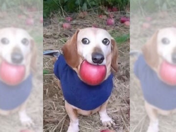 Imagen del meme del perro viral