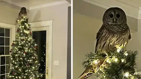 Un buho se cuela en una casa Un buho se cuela en una casa