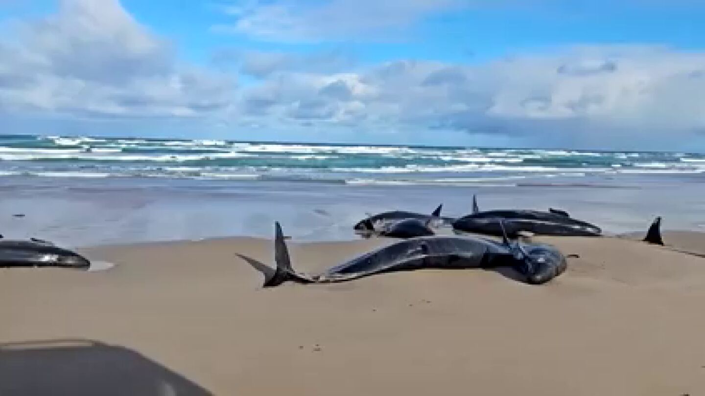 Una playa de Tasmania sufre una avalancha de falsas orcas varadas
