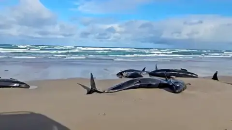 Una playa de Tasmania sufre una avalancha de falsas orcas varadas Una playa de Tasmania sufre una avalancha de falsas orcas varadas