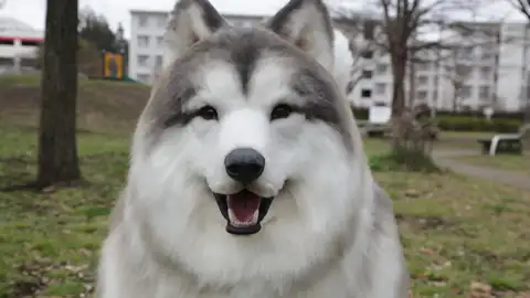 Toco, el japonés que se viralizó con sus vídeos en los que aparece disfrazado de perro Toco, el japonés que se viralizó con sus vídeos en los que aparece disfrazado de perro