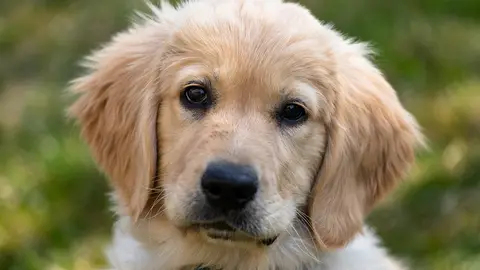 Golden Retriever. Golden Retriever.