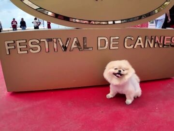 Star, el perro Pomerania que se ha convertido en la verdadera estrella de Cannes