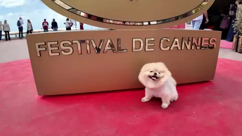 Star, el perro Pomerania que se ha convertido en la verdadera estrella de Cannes Star, el perro Pomerania que se ha convertido en la verdadera estrella de Cannes