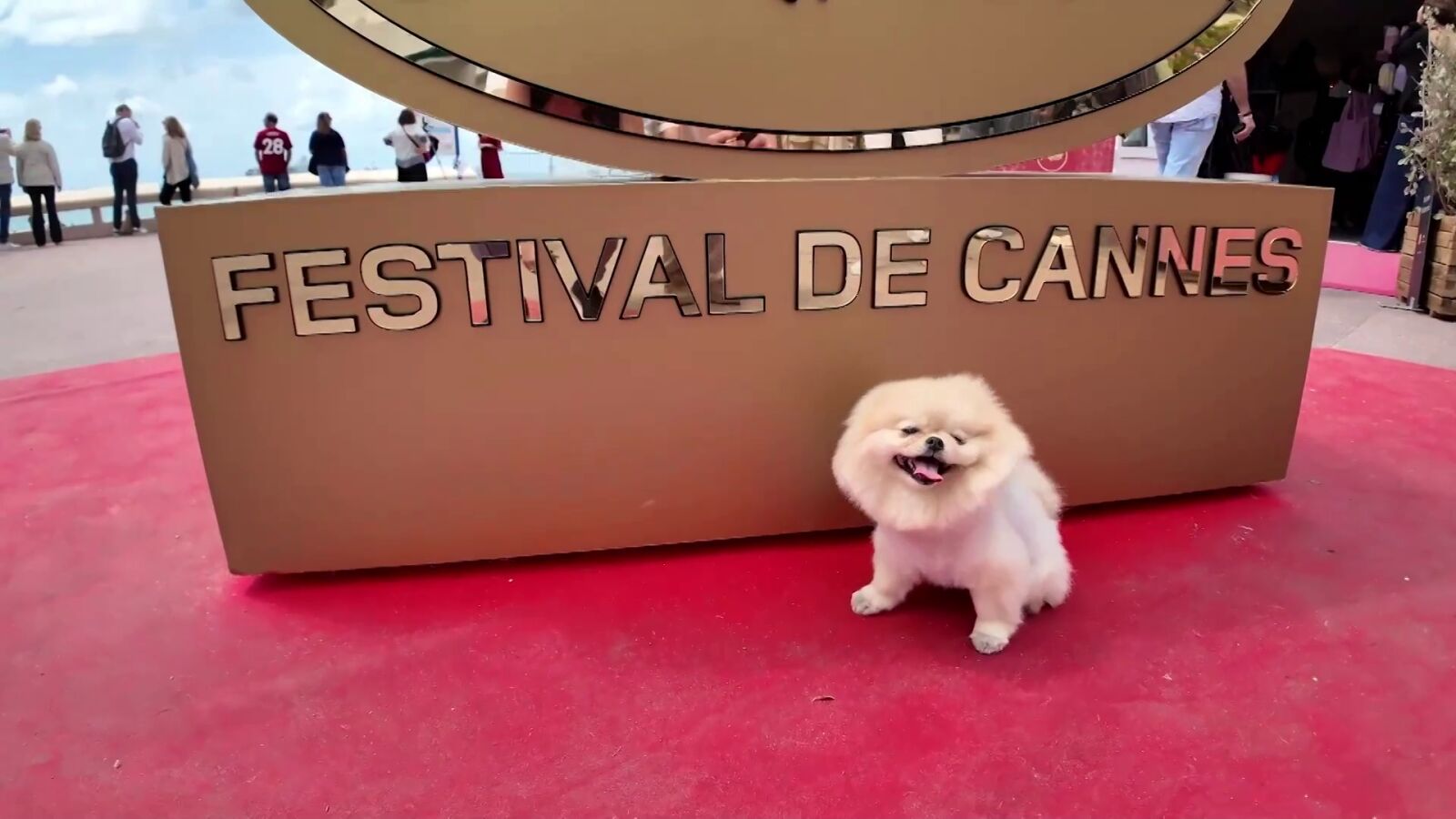 Star, el perro Pomerania que se ha convertido en la verdadera estrella de Cannes