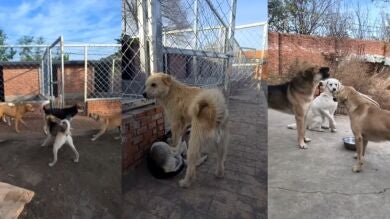 La leyenda de King Charles, el perro viral con más aura del mundo