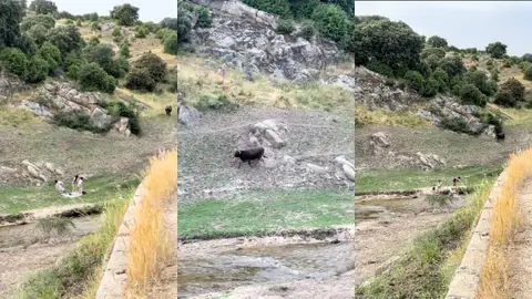 El susto que se llevaron cuatro jóvenes al hacer un picnic en el campo El susto que se llevaron cuatro jóvenes al hacer un picnic en el campo
