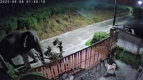  El tenso momento en que unos perros se enfrentan con un elefante salvaje antes de que este destroce la puerta del jard&iacute;n