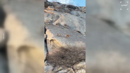 Graban por sorpresa a un leopardo cazando a una cabra