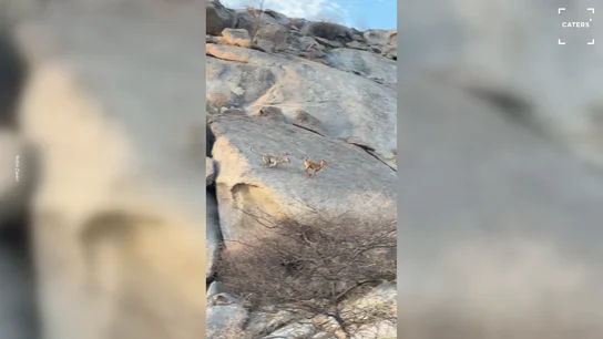 Graban por sorpresa a un leopardo cazando a una cabra Graban por sorpresa a un leopardo cazando a una cabra