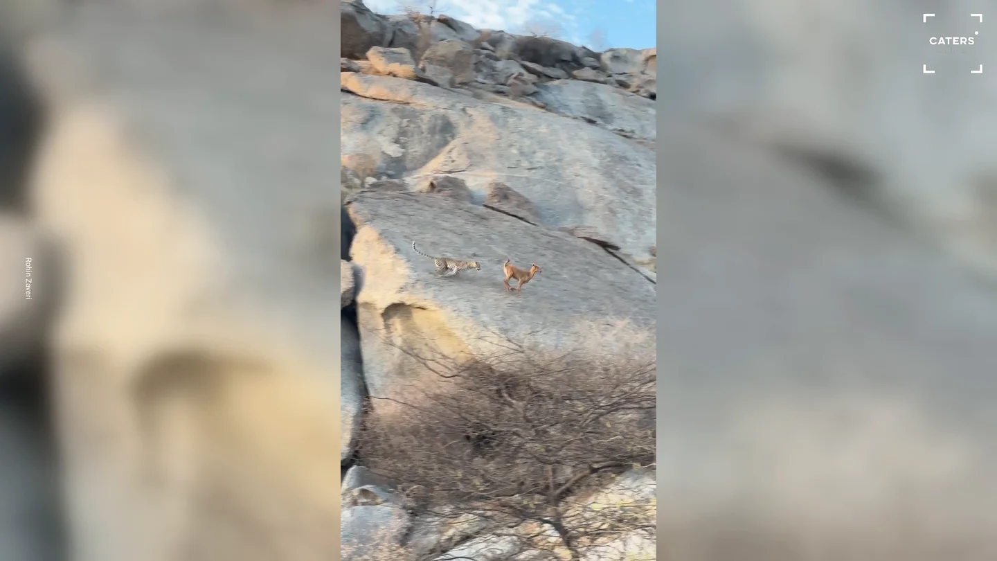 Graban por sorpresa a un leopardo cazando a una cabra Graban por sorpresa a un leopardo cazando a una cabra