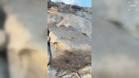 Graban por sorpresa a un leopardo cazando a una cabra Graban por sorpresa a un leopardo cazando a una cabra