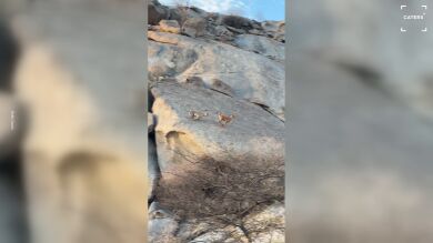 Graban por sorpresa a un leopardo cazando a una cabra