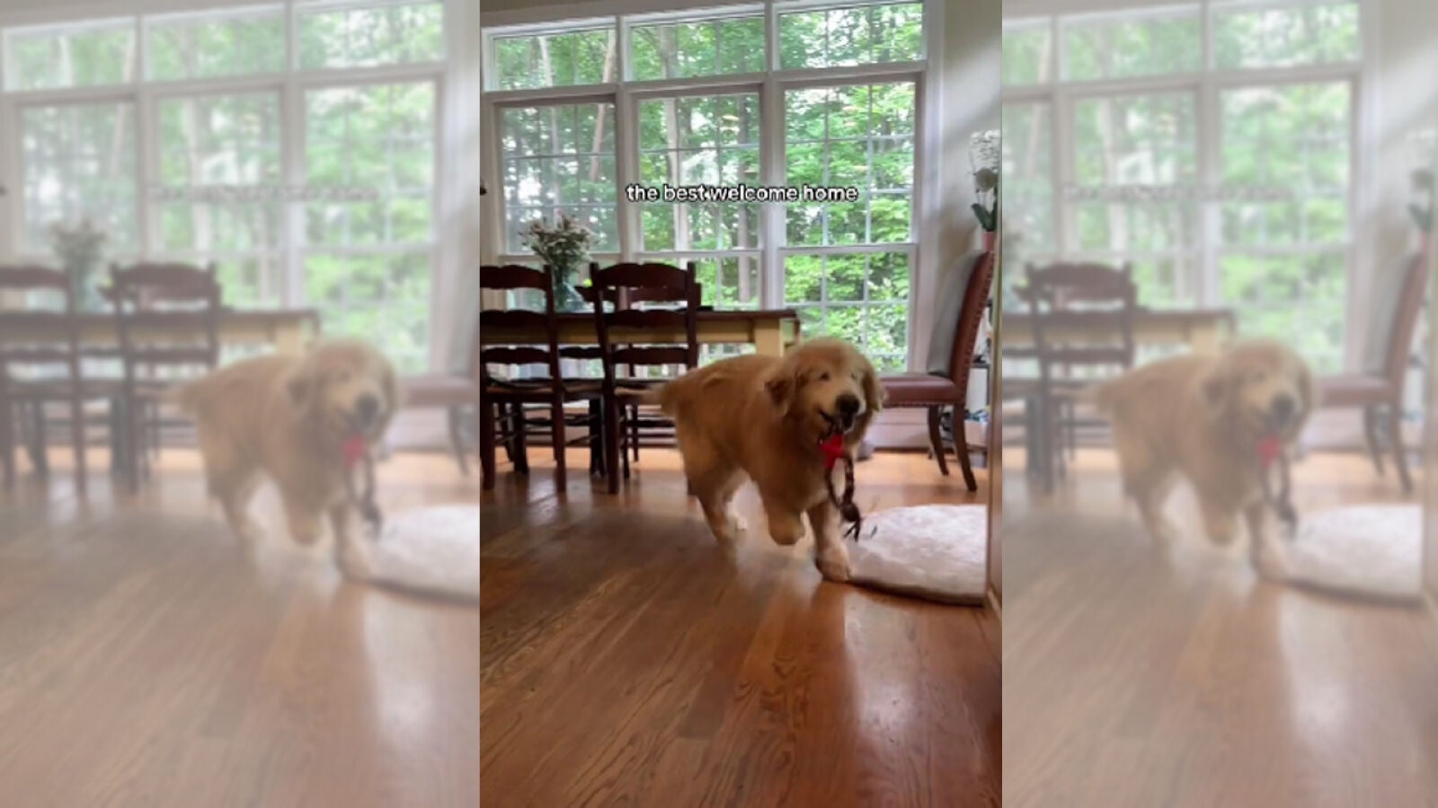 El emocionante recibimiento que un golden retriever ciego hace a su dueño conquista TikTok