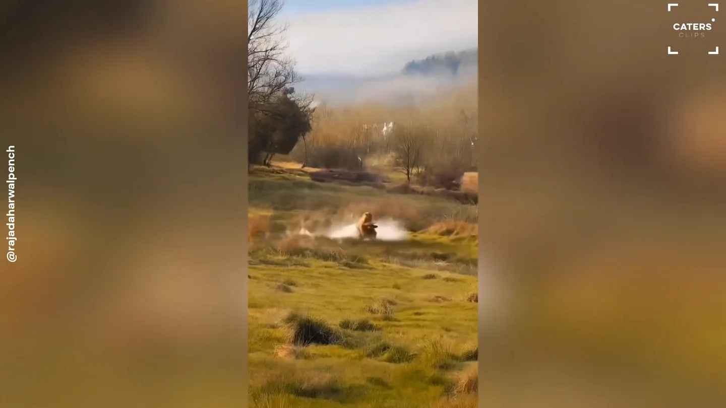 Un tigre ataca a bisonte indio en un raro enfrentamiento lleno de adrenalina Un tigre ataca a bisonte indio en un raro enfrentamiento lleno de adrenalina