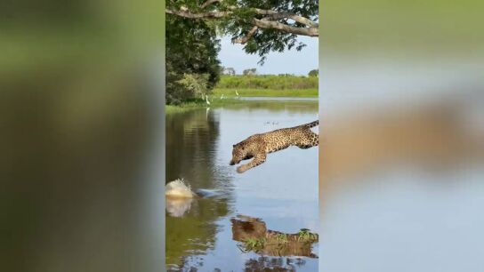 La dram&aacute;tica batalla de un jaguar con caim&aacute;n en un r&iacute;o de Brasil