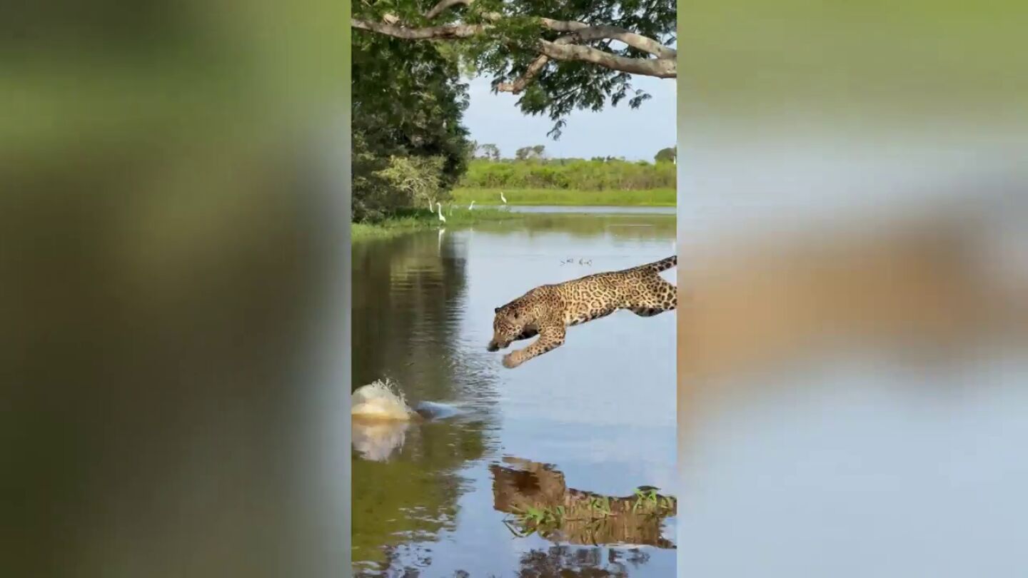 La dram&aacute;tica batalla de un jaguar con caim&aacute;n en un r&iacute;o de Brasil