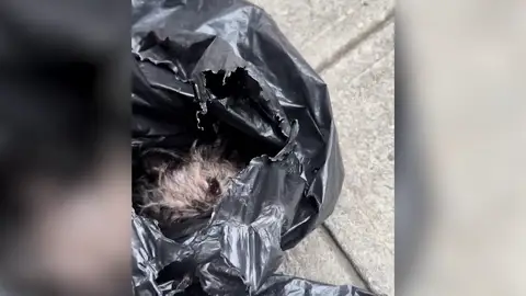 Una mujer salva a un perro que habían tirado dentro de una bolsa de basura para que muriera en Nueva York Una mujer salva a un perro que habían tirado dentro de una bolsa de basura para que muriera en Nueva York